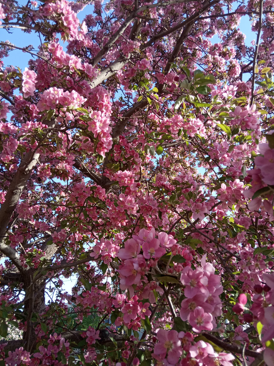 "Любовь как цветок — ей нужно время, чтобы расцвести".