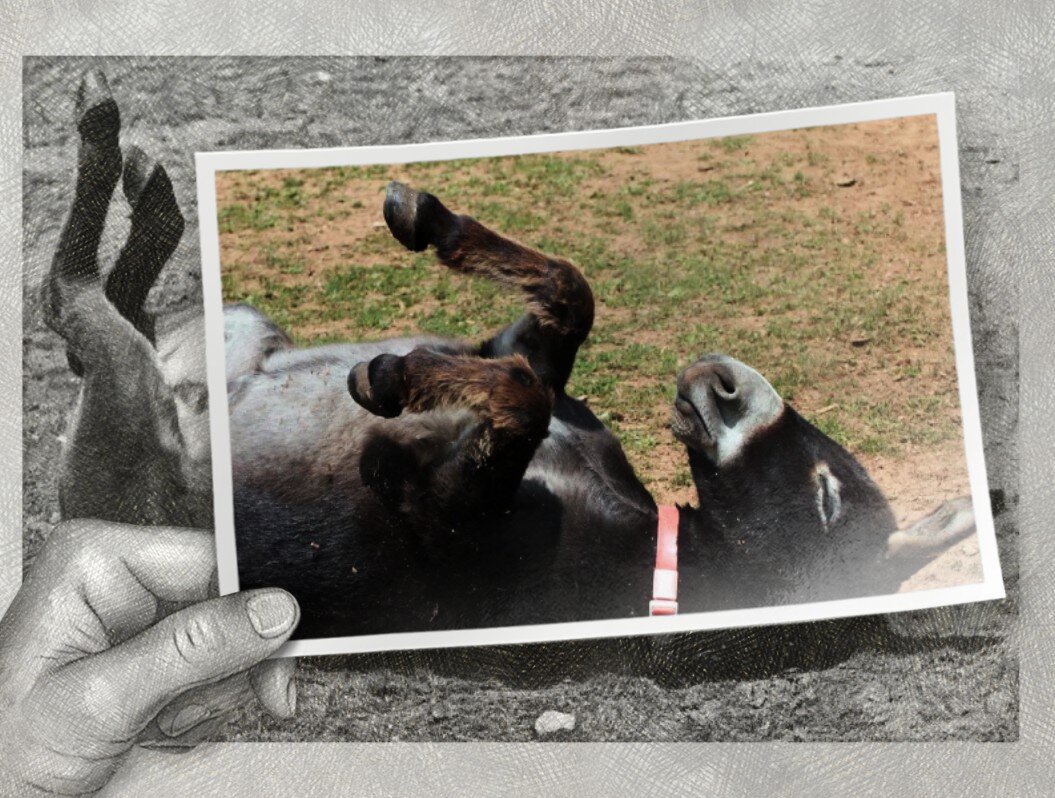  Мой муженек, с лицом святого мученика и уставшего ослика, печально мне заявляет об очередном придурке начальнике.