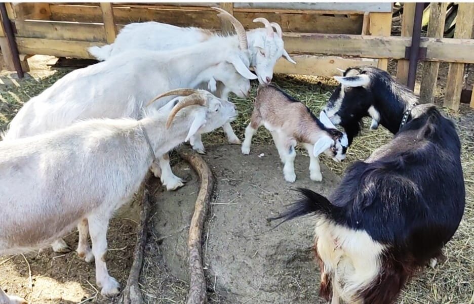 Рогатые или безрогие