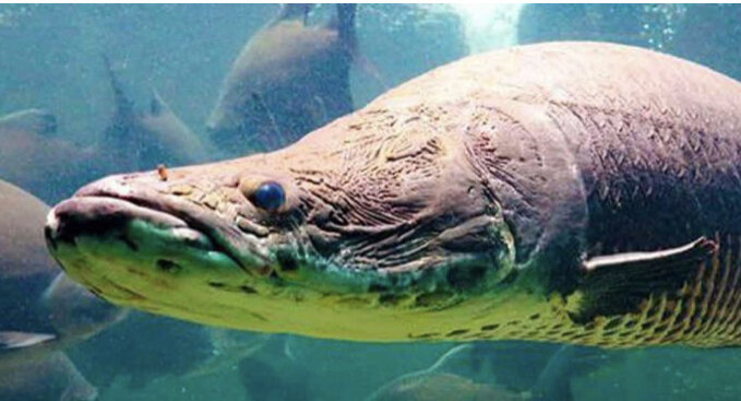 Арапайма-Амазонка