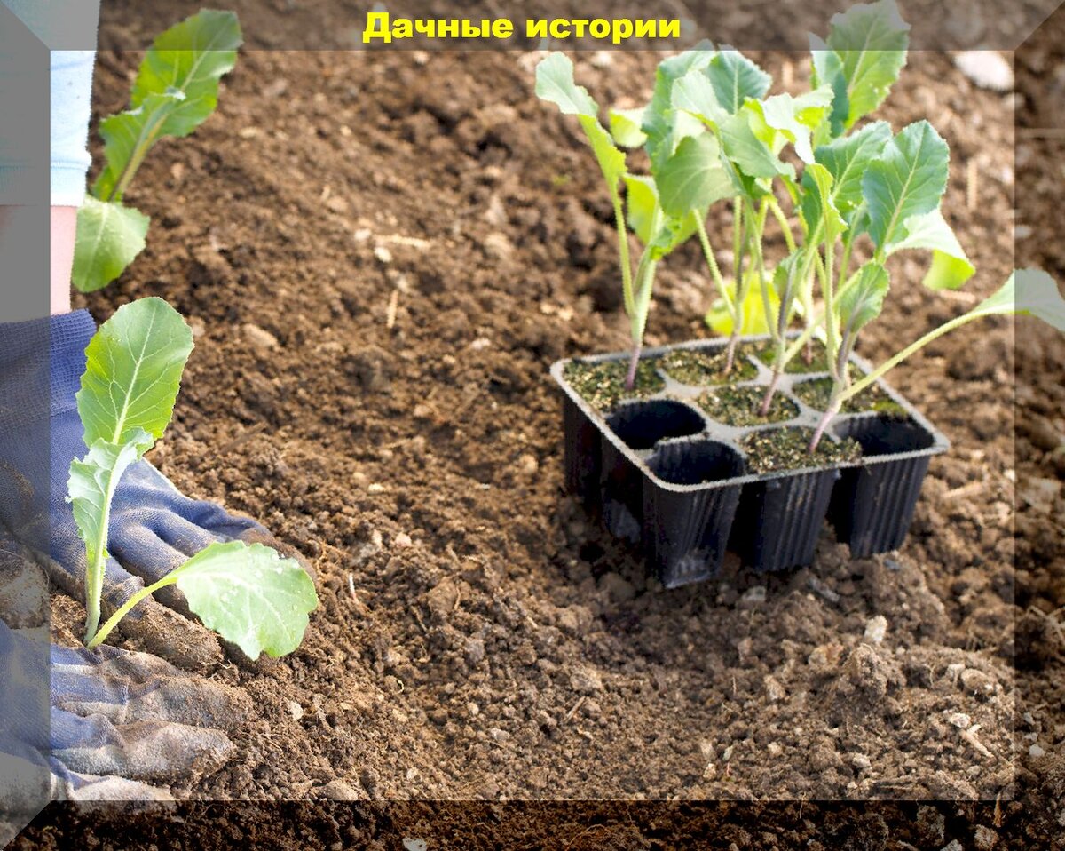 пикирование рассады помидор. высадка рассады в открытый грунт. сеянцы перца. высотка растений в грунт. высаживание рассады огурцов.