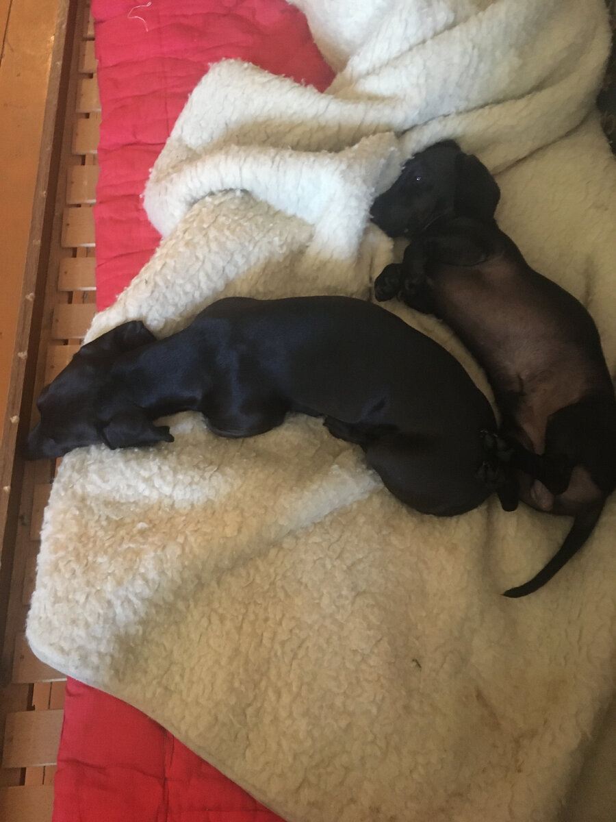 Папа пузом вверх, рядом дочка рождена в декабре 2018. Никаких ветеринаров-мы здоровые.
