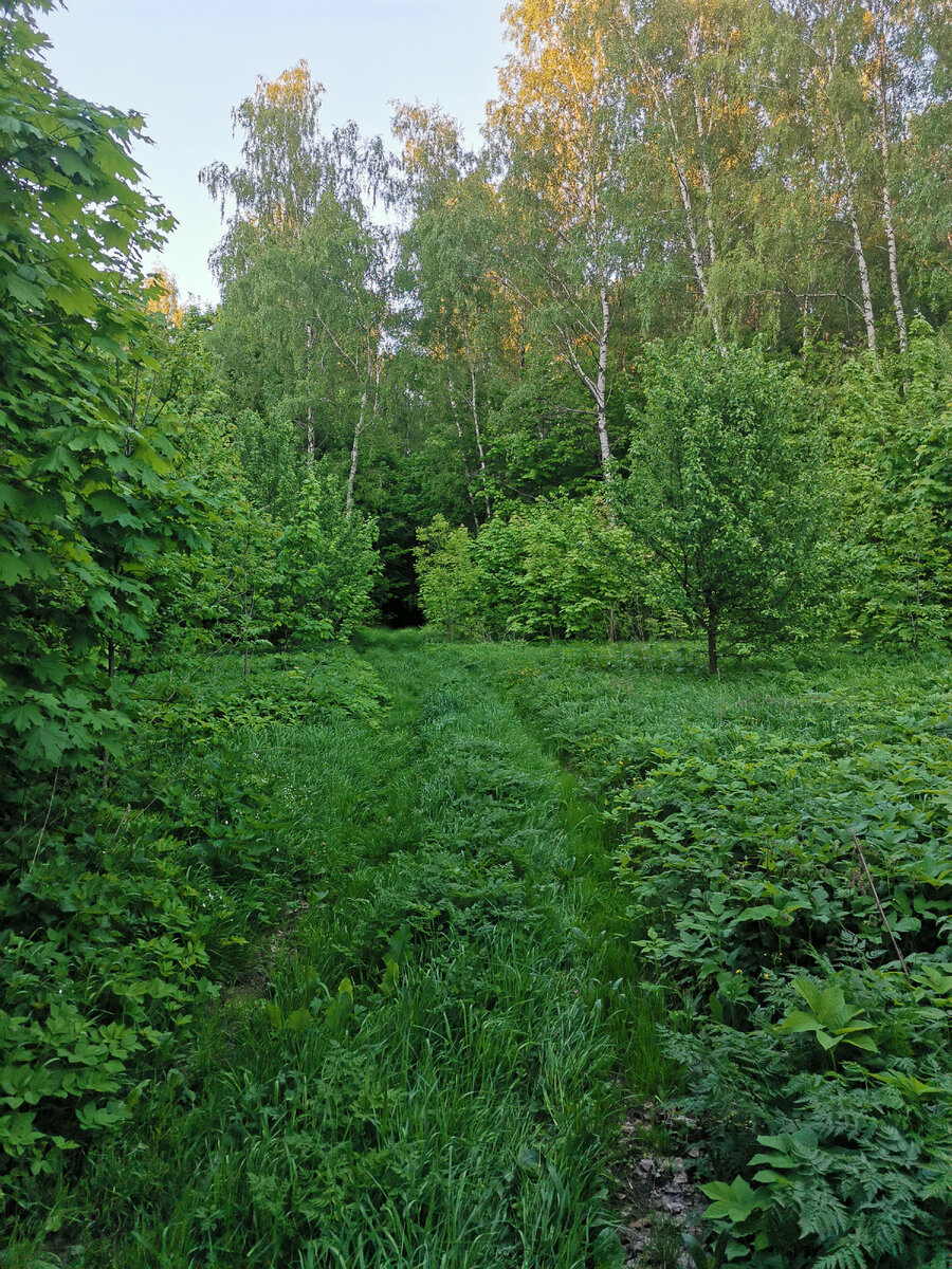 Лесок