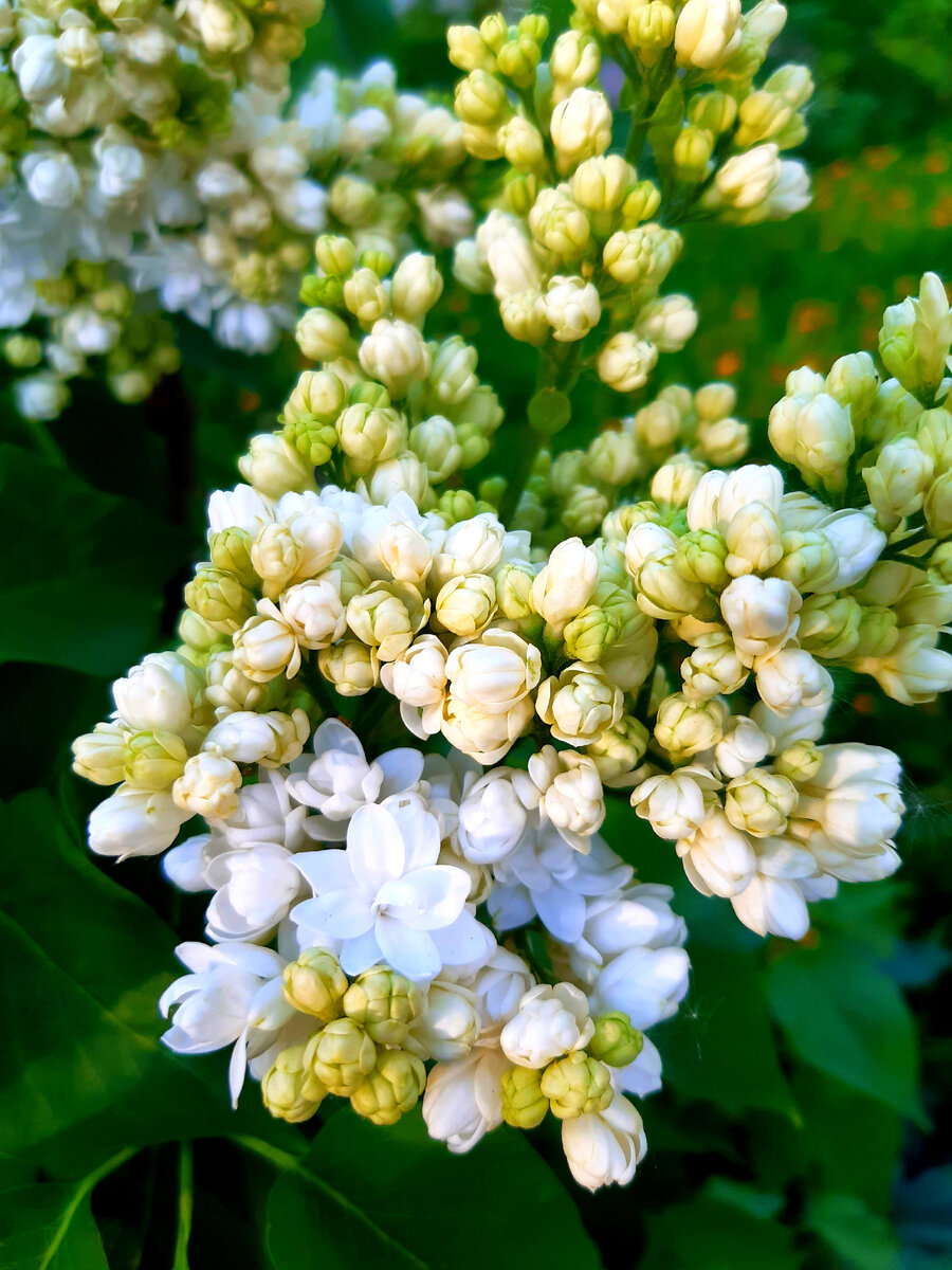 личный архив. Впервые в жизни увидел такую сирень. Запах какой-то медовый.