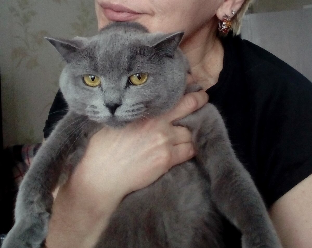 Кошка в доме - к счастью. Фото автора