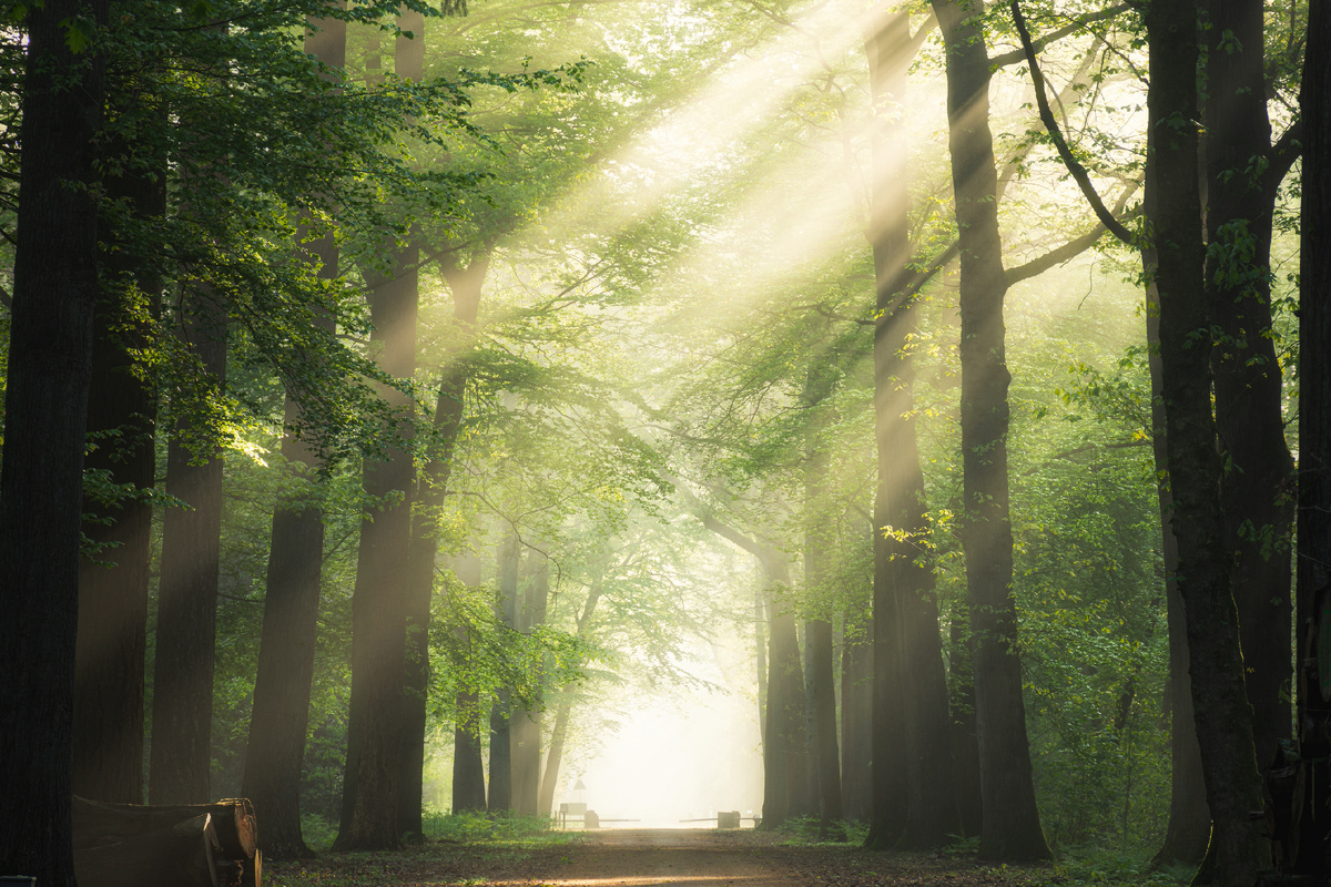 <a href='https://ru.freepik.com/photos/tree'>Tree фото создан(а) wirestock - ru.freepik.com</a>