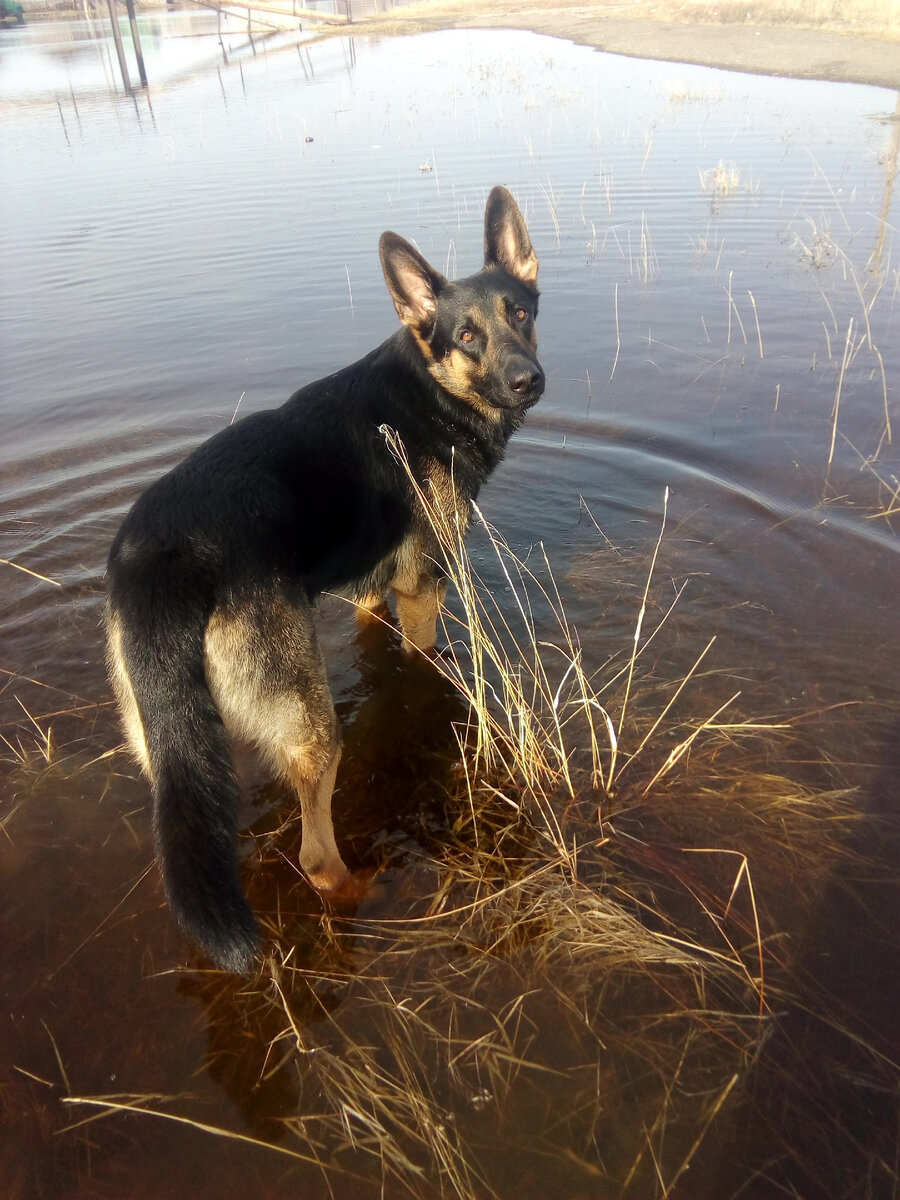 Отдых с собакой.