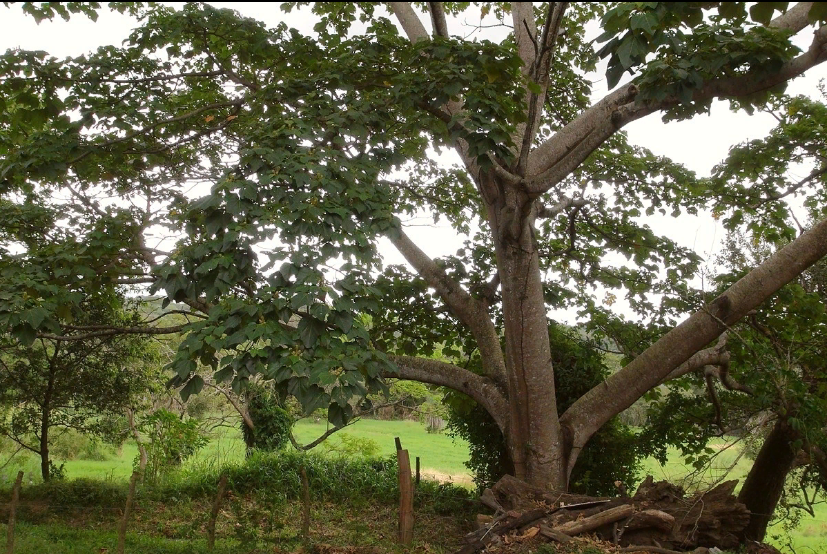 Павшее дерево на. Дерево бальса в Южной Америке. Дерево Пало де бальса. Эквадор Пало де бальса. Сейба дерево.