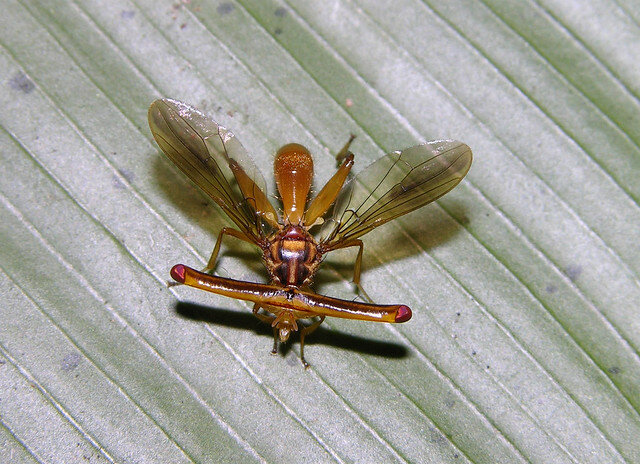 Прям акула-молот среди мух!