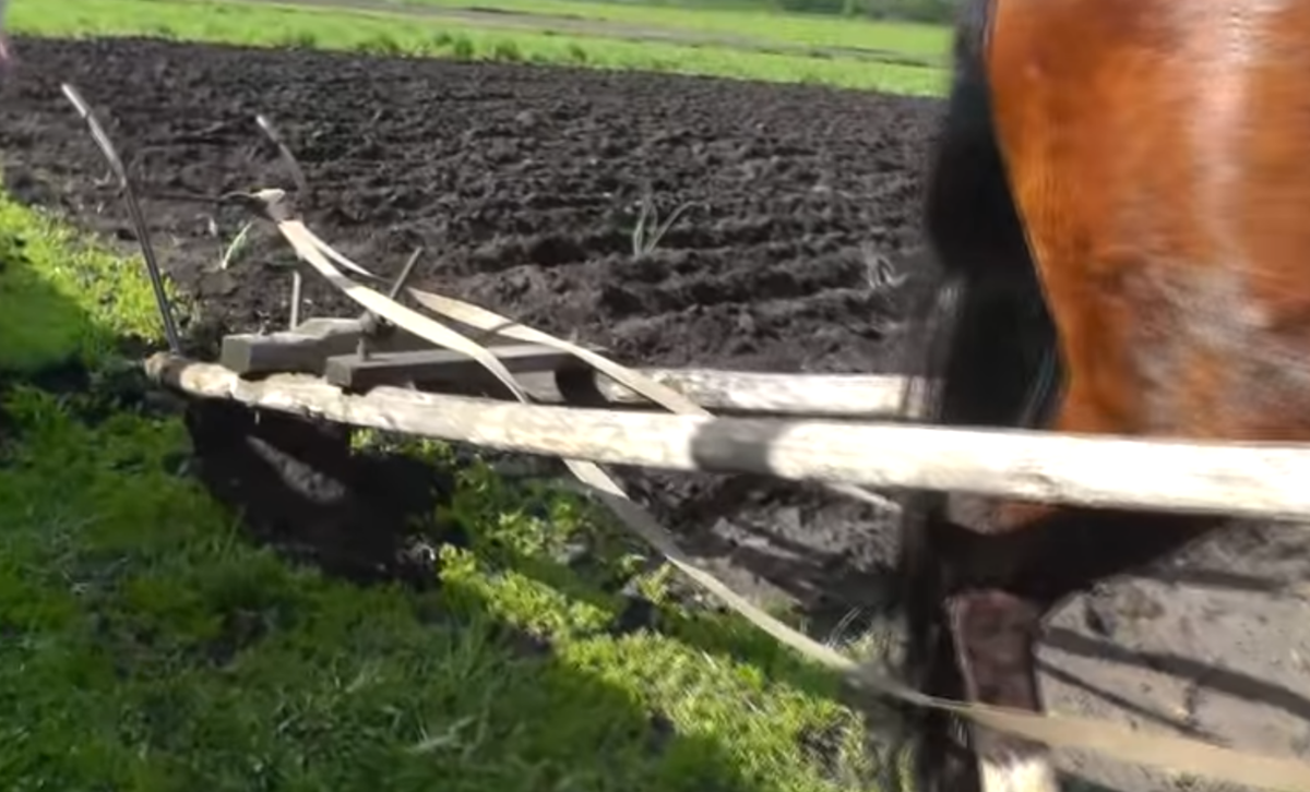 Соха такой конструкции чаще всего встречается в средней полосе России.