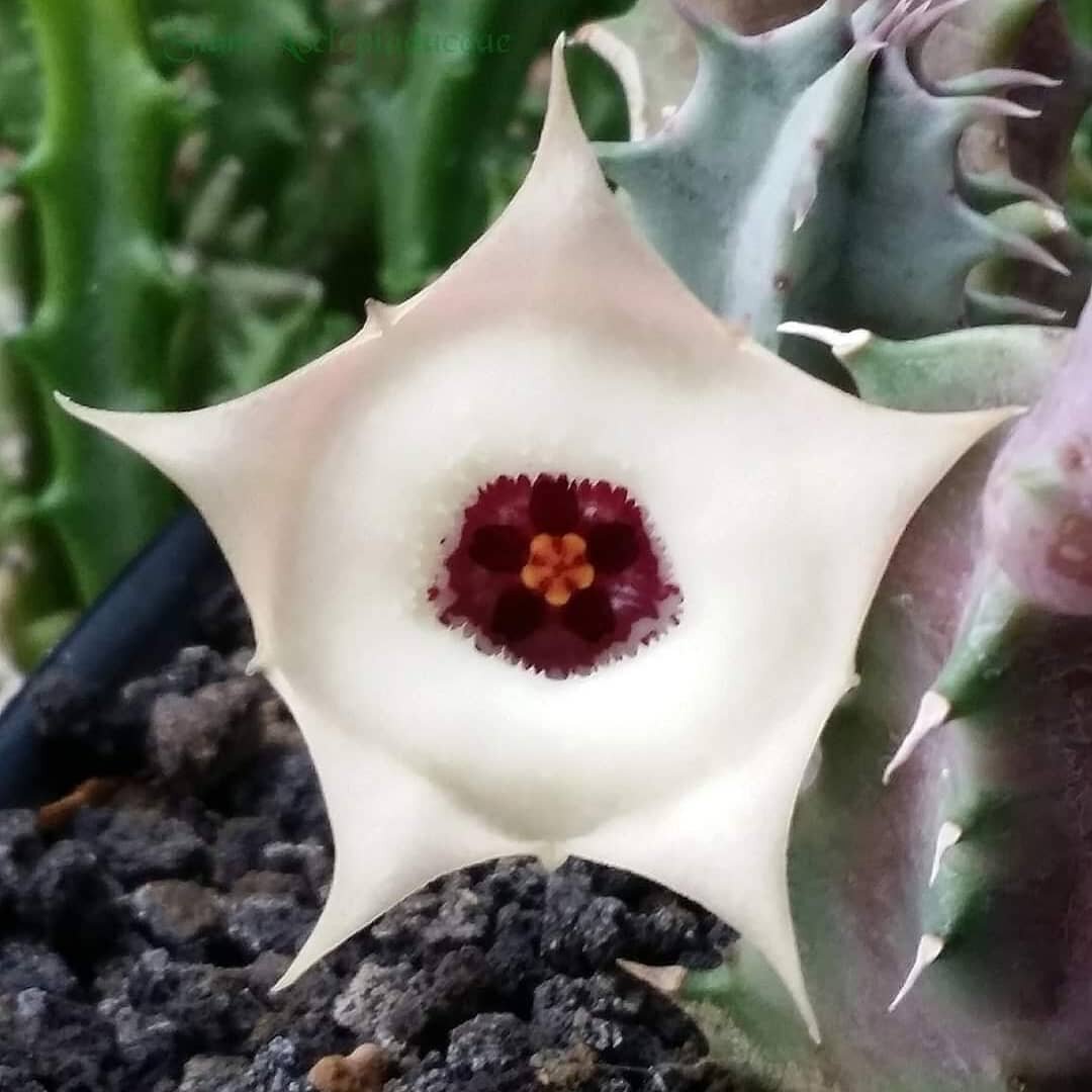 Huernia sp. @oloveakiaora