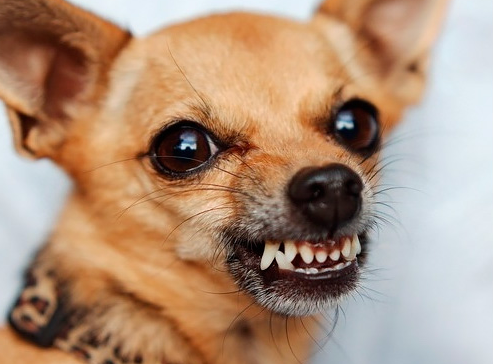 Чо вылупился кожаный?