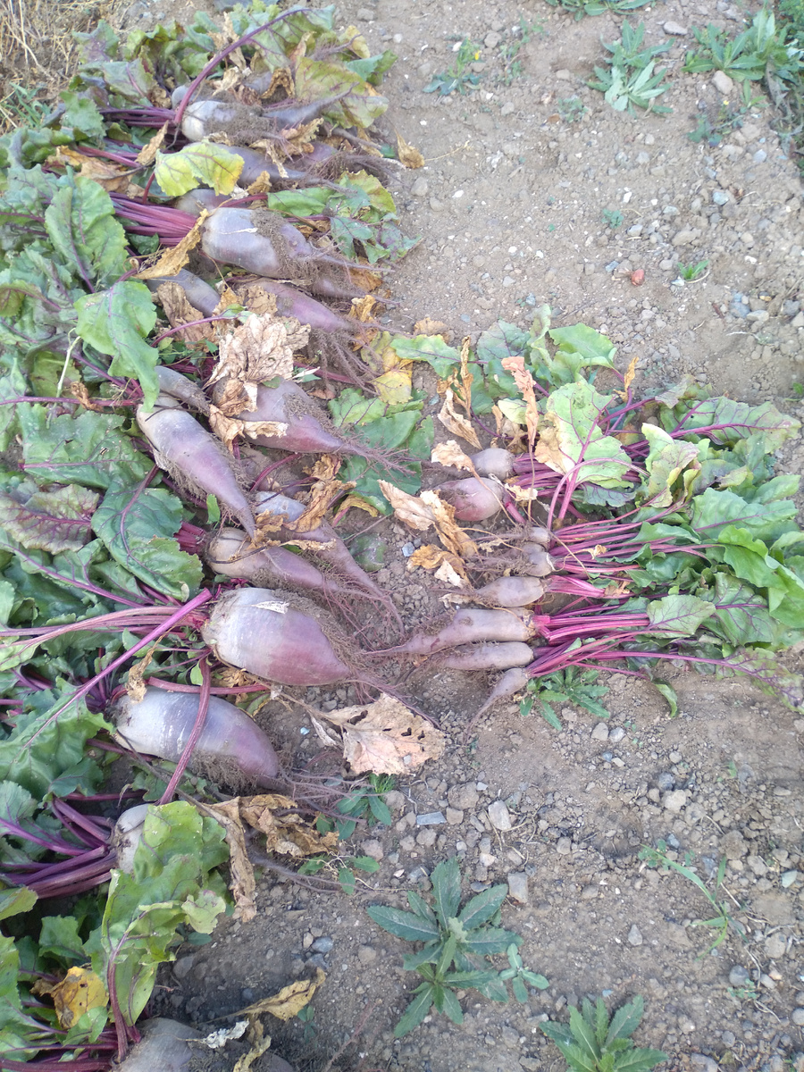 Слева свекла, росшая по краям грядок, а справа- росшая рядком на грядке