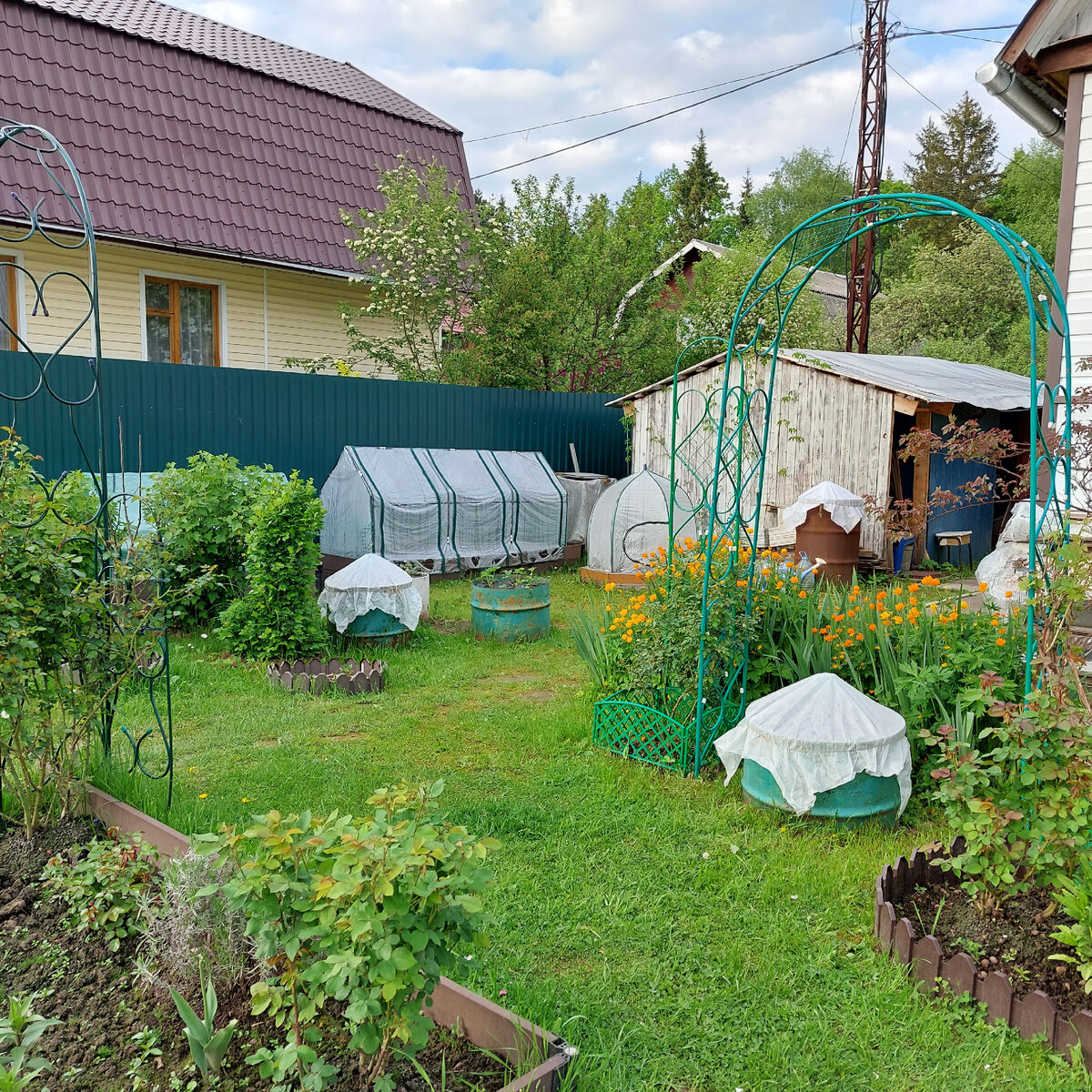 27 мая 2021 г. Вот и весь мой огород - несколько бочек, маленькая грядка 1х1 м (под зонтичной тепличкой, большая грядка для овощей 3х1м и маленькая грядка 2х1 м.
