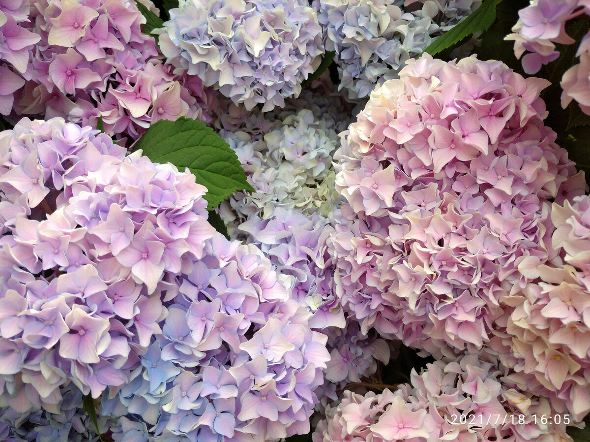 Так цвела моя гортензия этим летом...