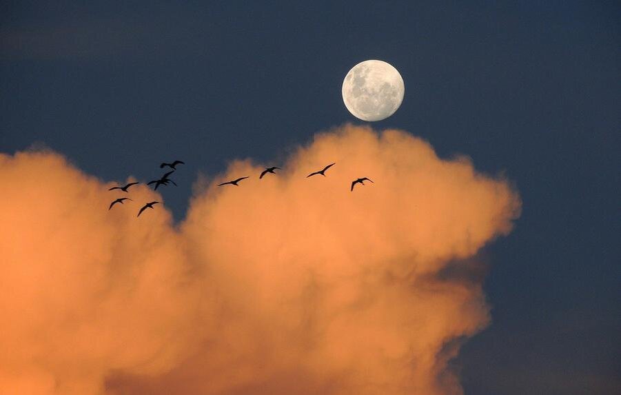 Фото: Pixabay.com