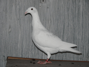 Фото из свободного доступа.