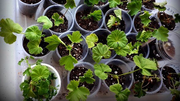 Все  мои черенки  находятся под лампами 12-14 часов