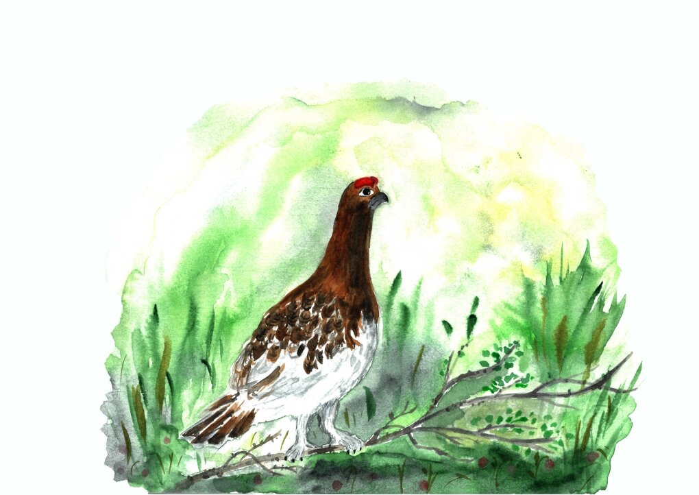 Белая куропатка