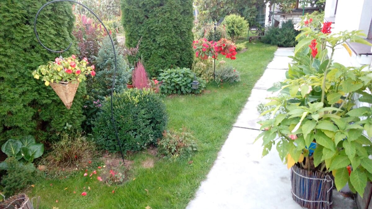 Кипарисовик горохоплодный выделяется голубым пятном в саду. Фото автора