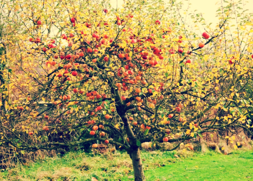 Яблонька какая. Яблоня осенью. Яблоня дерево осенью. Антоновские яблони осенью. Яблоня дерево осень.