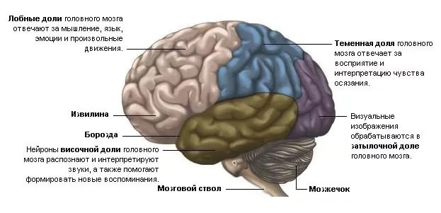 Теменной мозг. Лобная доля коры головного мозга. Лобные и теменные доли мозга. Теменная доля мозга. Теменная доля мозга строение.