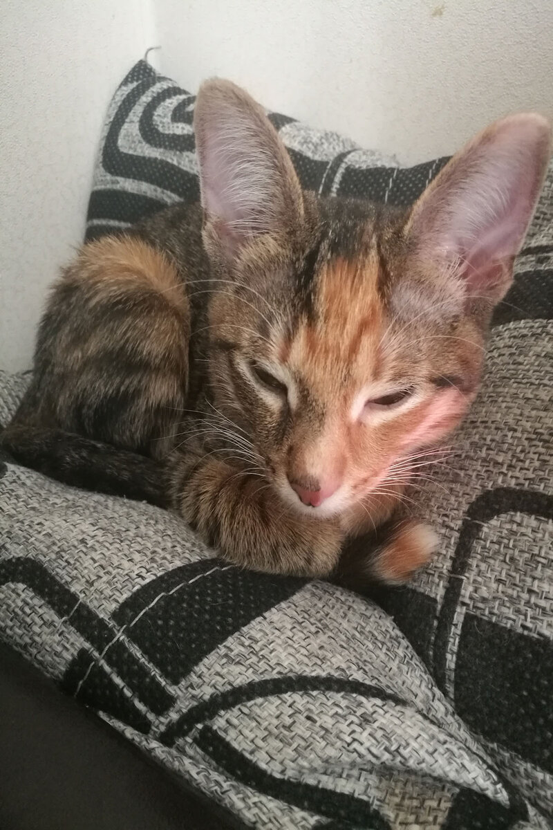 Кошка Шелли :)
