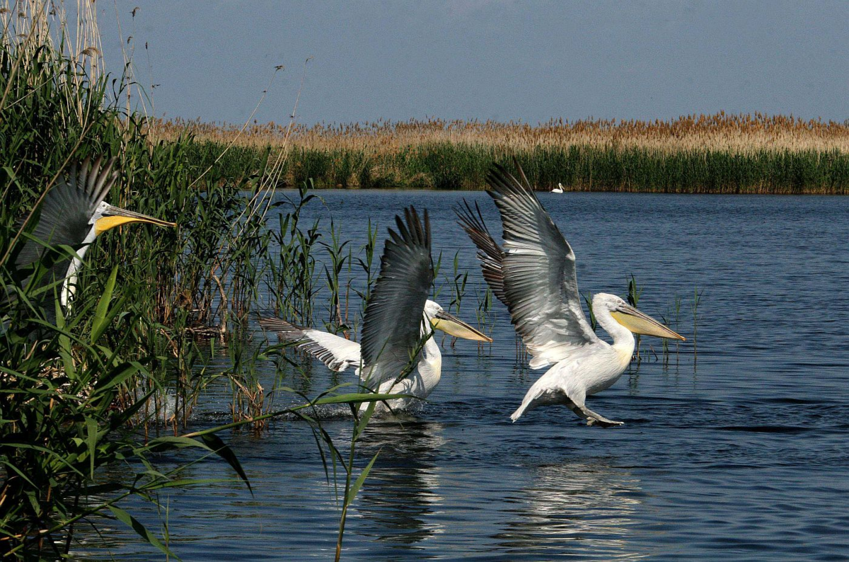 астраханский заповедник астрахань. астраханский биосферный заповедник. заповедник в дельте волги. биосферный заповедник астрахань. заповедник в астрахани.