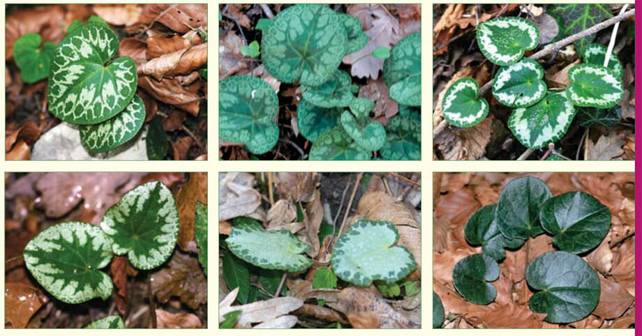 Разнообразные формы листа европейского цикламена в дикой природе: Смотрите, есть даже чисто зеленые листья совсем без рисунка