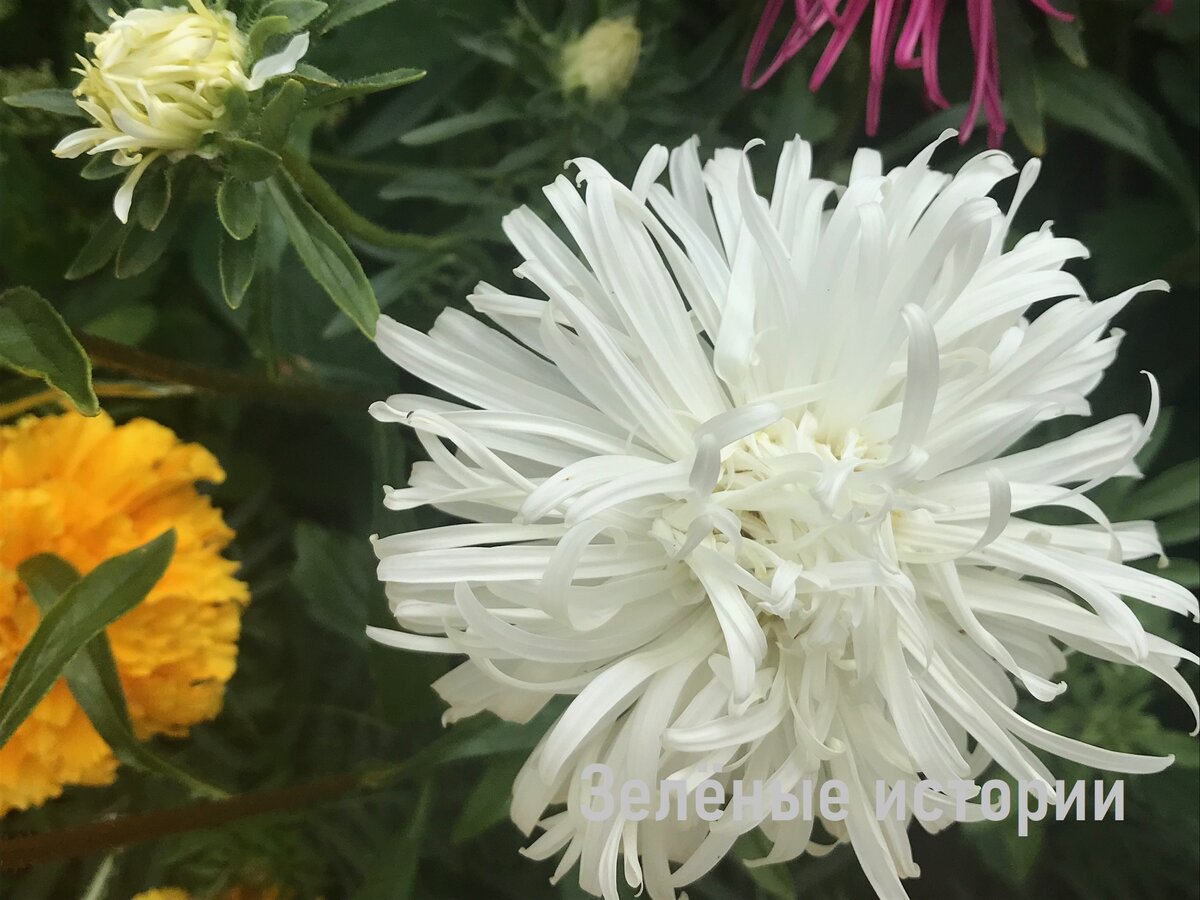 Astra Flowers White - Free photo on Pixabay Free photos, Flowers, Stock images f