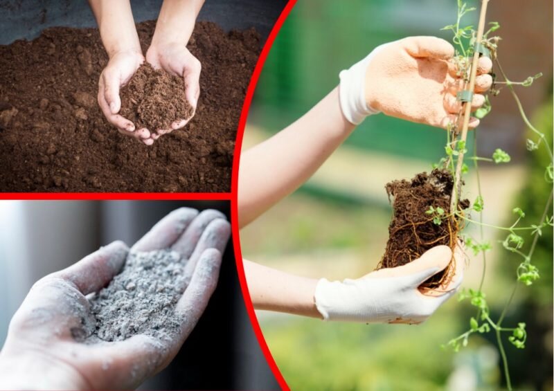 Выращивание клематисов