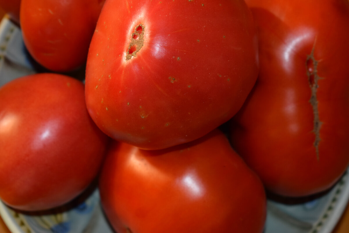 мои помидоры летом(фото автора)