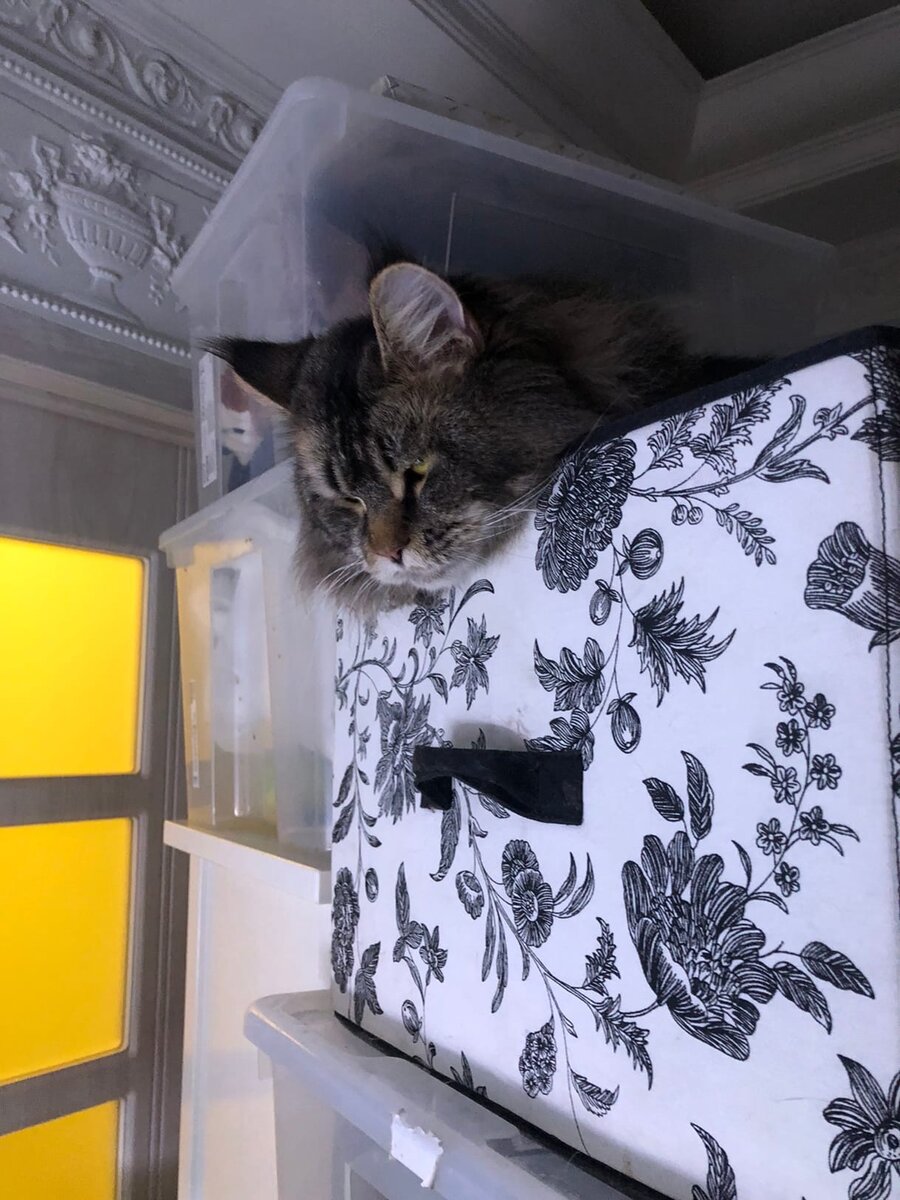 Мейн-куны. Чем кормить кота с ХПН, если лечебных кормов нет в продаже ...