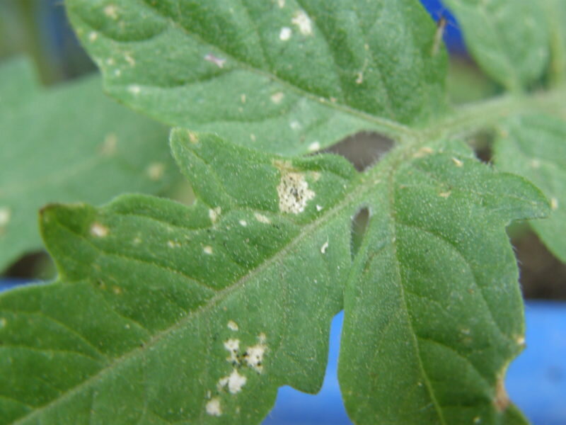 Трипсы на листьях томатов. Фото используется с сайта s3.amazonaws.com