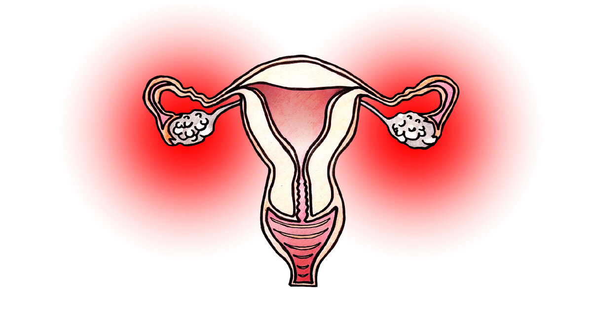 Женская репродуктивная система