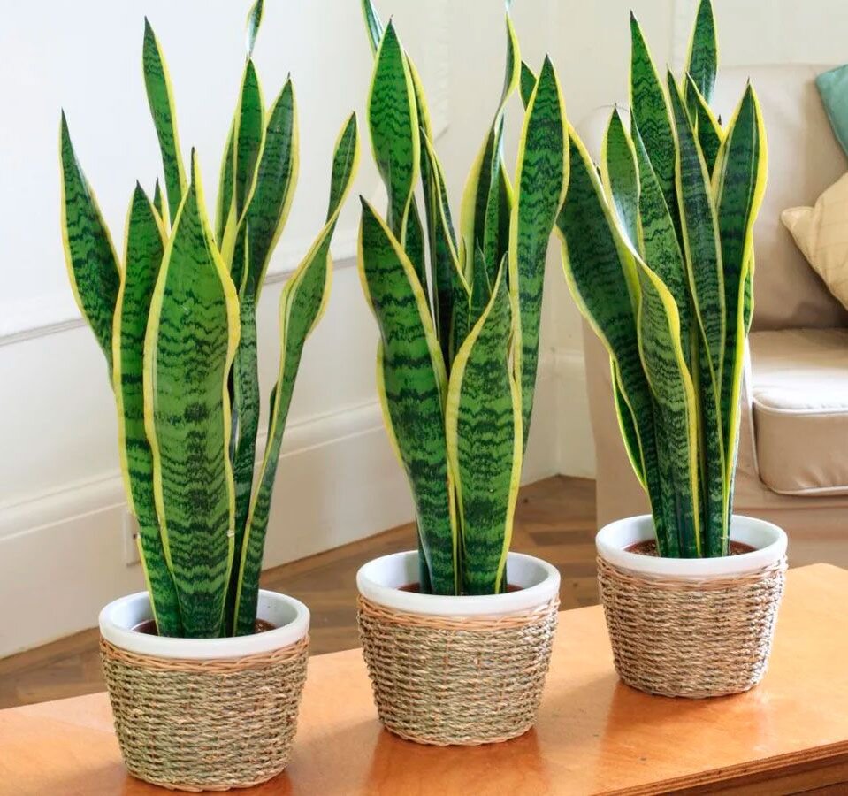 Это растение в народе известно как "тещин язык" или "щучий хвост". Независимо от сорта сансевиерия имеет интересный внешний вид, а также нетребовательна к условиям. Именно поэтому ее часто выбирают начинающие цветоводы в качестве первого комнатного растения.