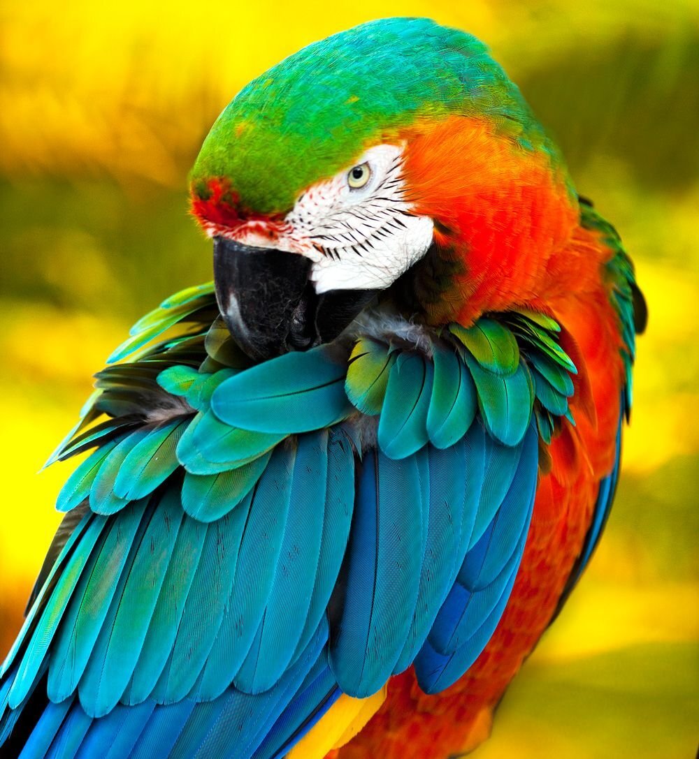 I ve parrot. Попугай ара зеленокрылый. Попугай ожереловый Радужный. Попугай ара разноцветный. Попугаи ара яго.