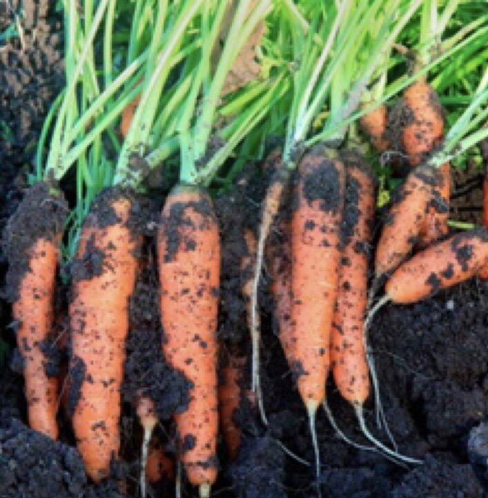 Семена высевают на глубину 4 см при температуре воздуха +1…+3 градуса.Сорта и гибриды для подзимнего посева: Проминанс F1, Сопрано F1, Болеро F1, Лагуна F1, Маэстро F1, Нелли F1, Престо F1, Силвано F1, Шантане а кур руж 2, Маргарита F1