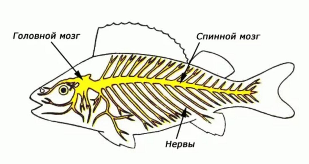 Мозг хрящевых рыб. Нервная система костных рыб. Нервная система рыб речного окуня. Строение нервной системы окуня. Нервная система речного окуня.