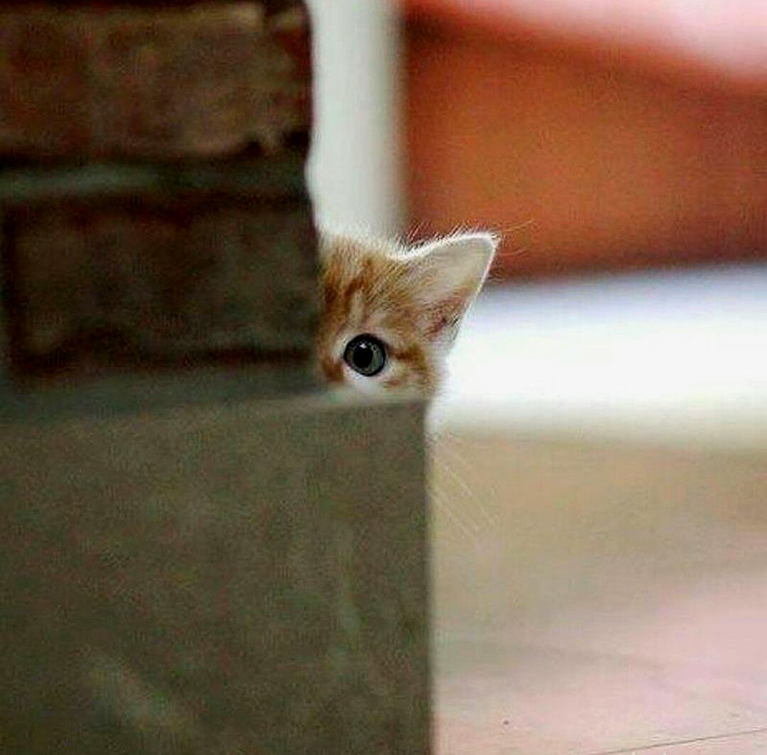 Фото из Яндекс.Картинки