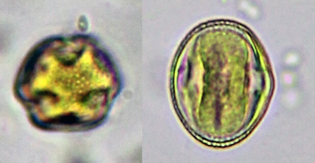 Пыльца аралии высокой (Aralia elata)  (фото Р.Г. Курманова)