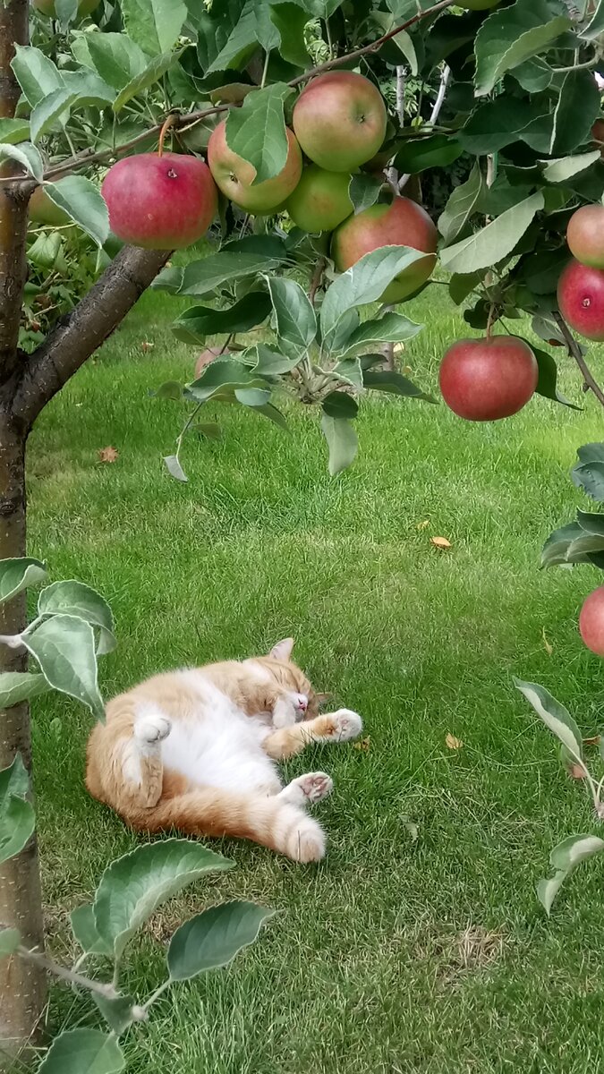 Фото из архива Алены Бо. Как хорошо поспать под яблоней в мягкой травке!  Макс чувствует, что нужно пользоваться моментом, ведь это - последние денечки лета. Рыжие коты удивительно солнечные, любят понежиться в солнечных лучах.