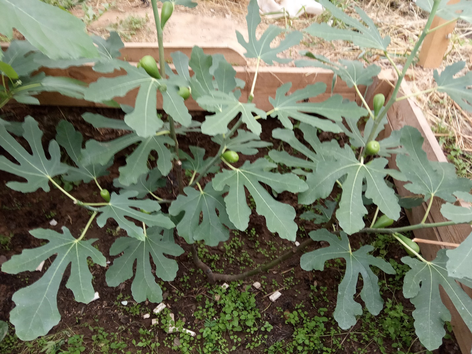 Далматский белый. Второй год вегетации (посажен прошлой весной).Снимок сделан 02.08.2022 года