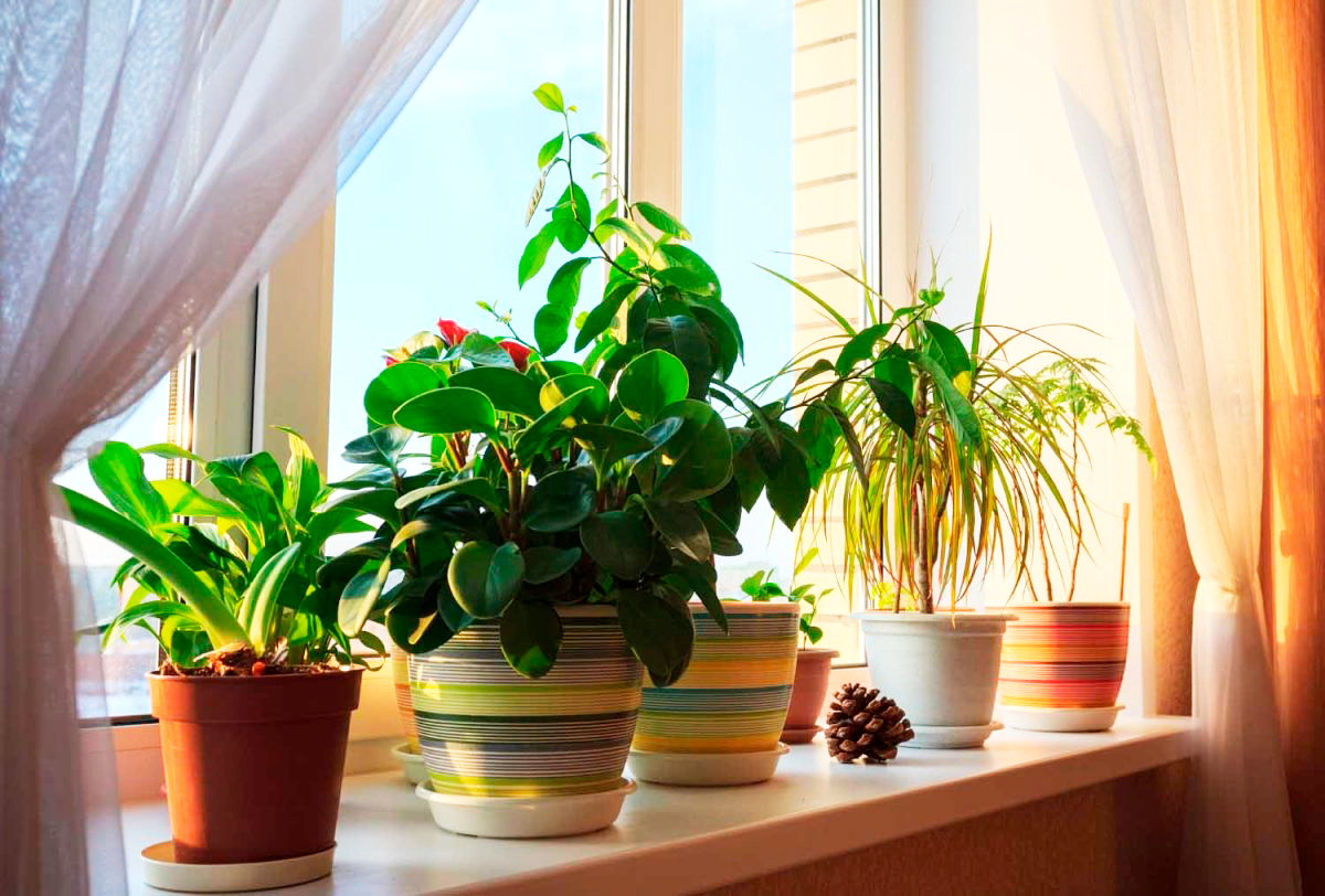 Фото растений 1