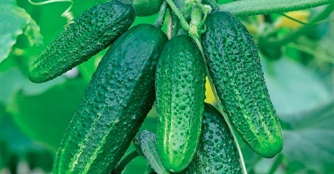                              Огурцы - фото несет иллюстрационный характер.