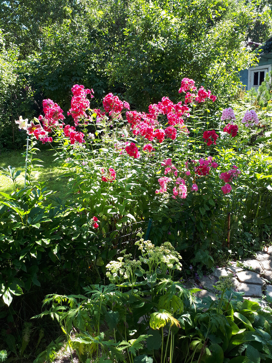 флоксы в саду