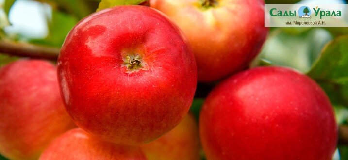 Яблоня "Рубиновые дуки"