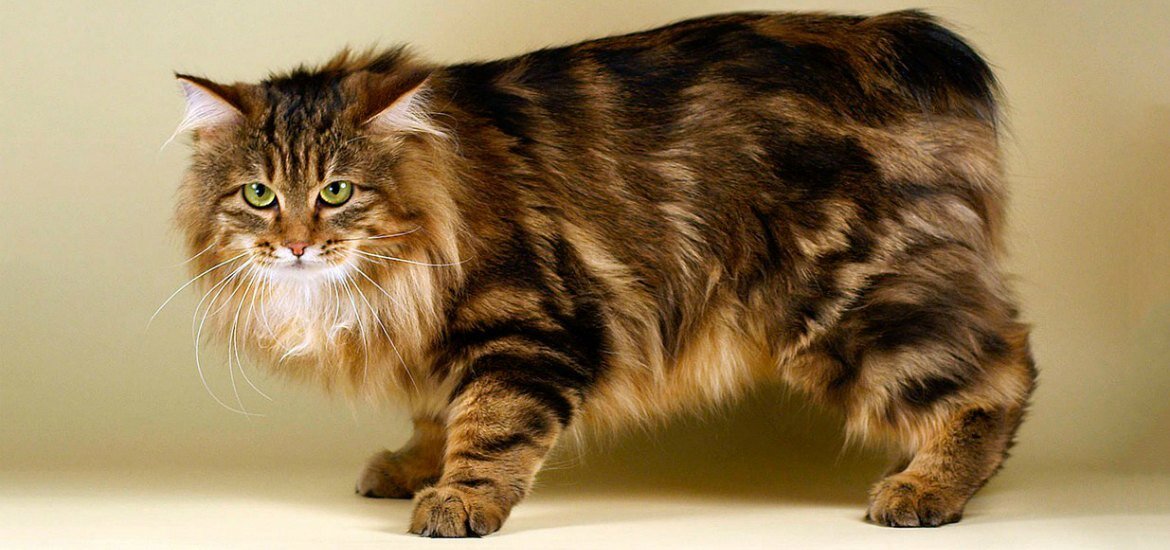 фото: pipcat.ru. Красавец.