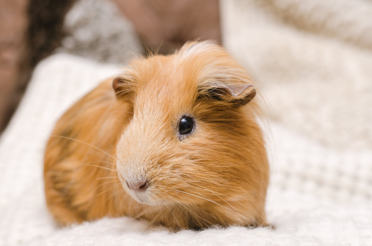 Автор: devmarya