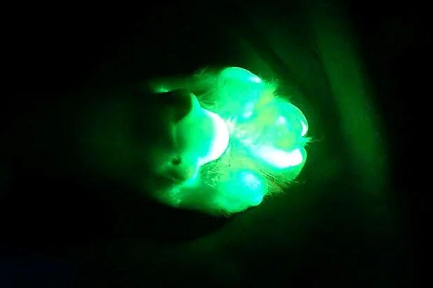  Светящаяся собачья лапка (фото из Яндекс.Картинок)